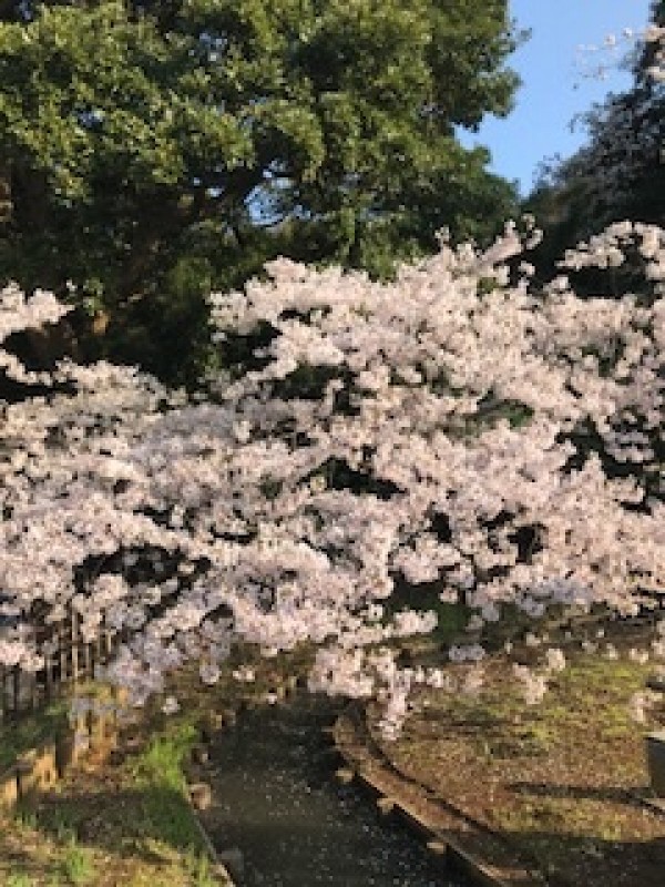 桜の季節　三渓園サムネイル